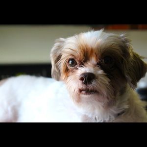 Meet your Posher, Carolina